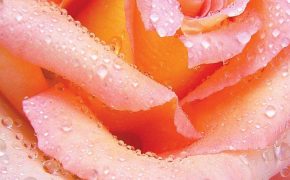 Tui Motu | October 2017